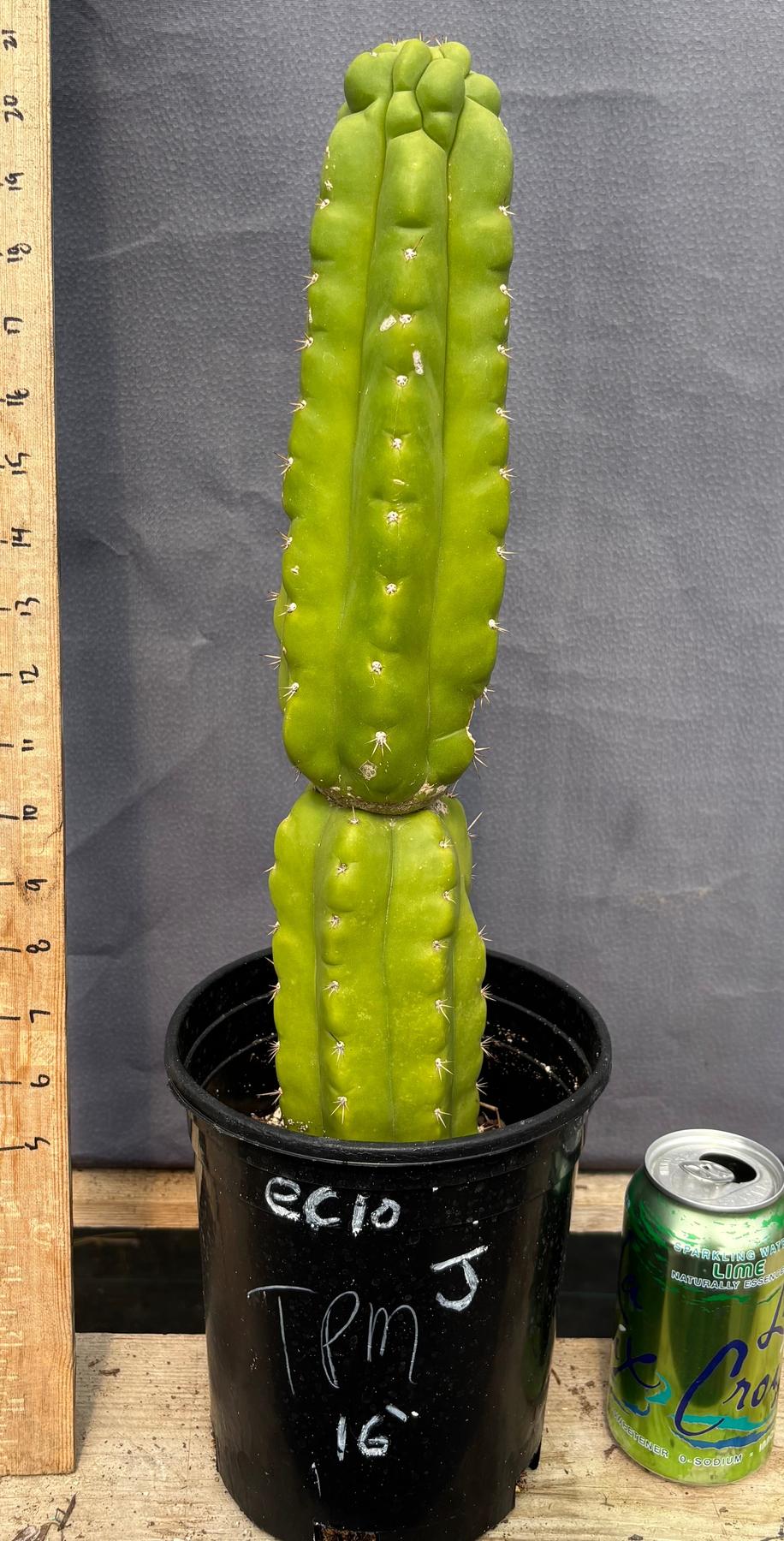 #EC10 EXACT Trichocereus Pachanoi Monstrose TPM Cactus 10"-Cactus - Large - Exact-The Succulent Source