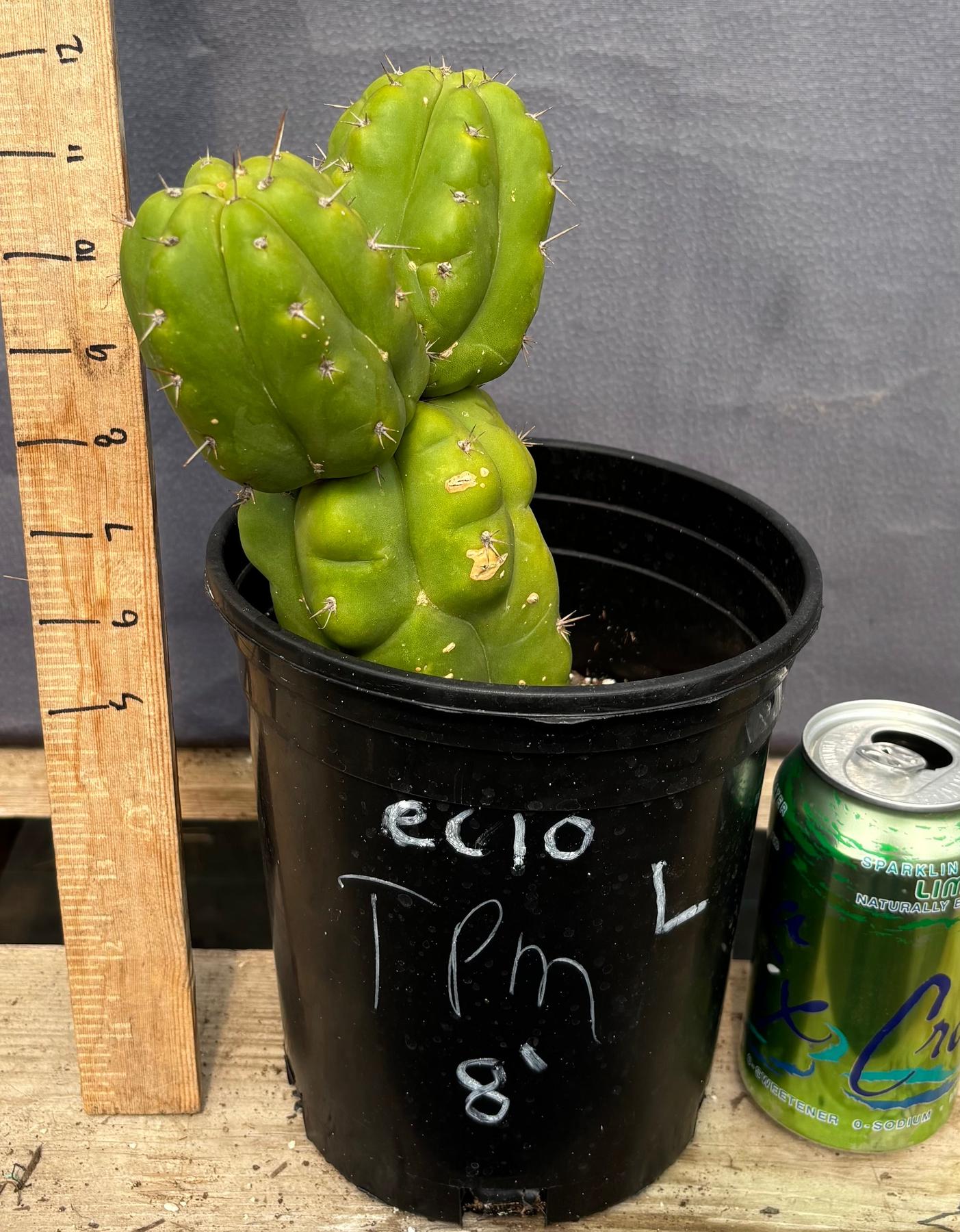 #EC10 EXACT Trichocereus Pachanoi Monstrose TPM Cactus 10"-Cactus - Large - Exact-The Succulent Source