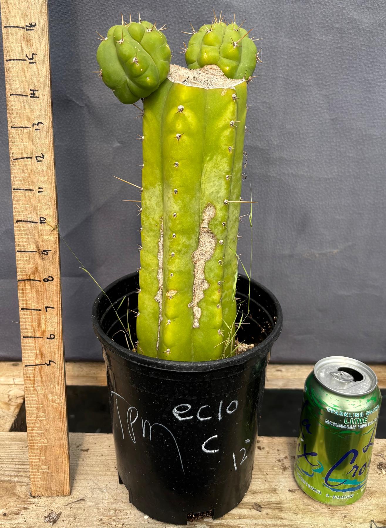 #EC10 EXACT Trichocereus Pachanoi Monstrose TPM Cactus 10"-Cactus - Large - Exact-The Succulent Source