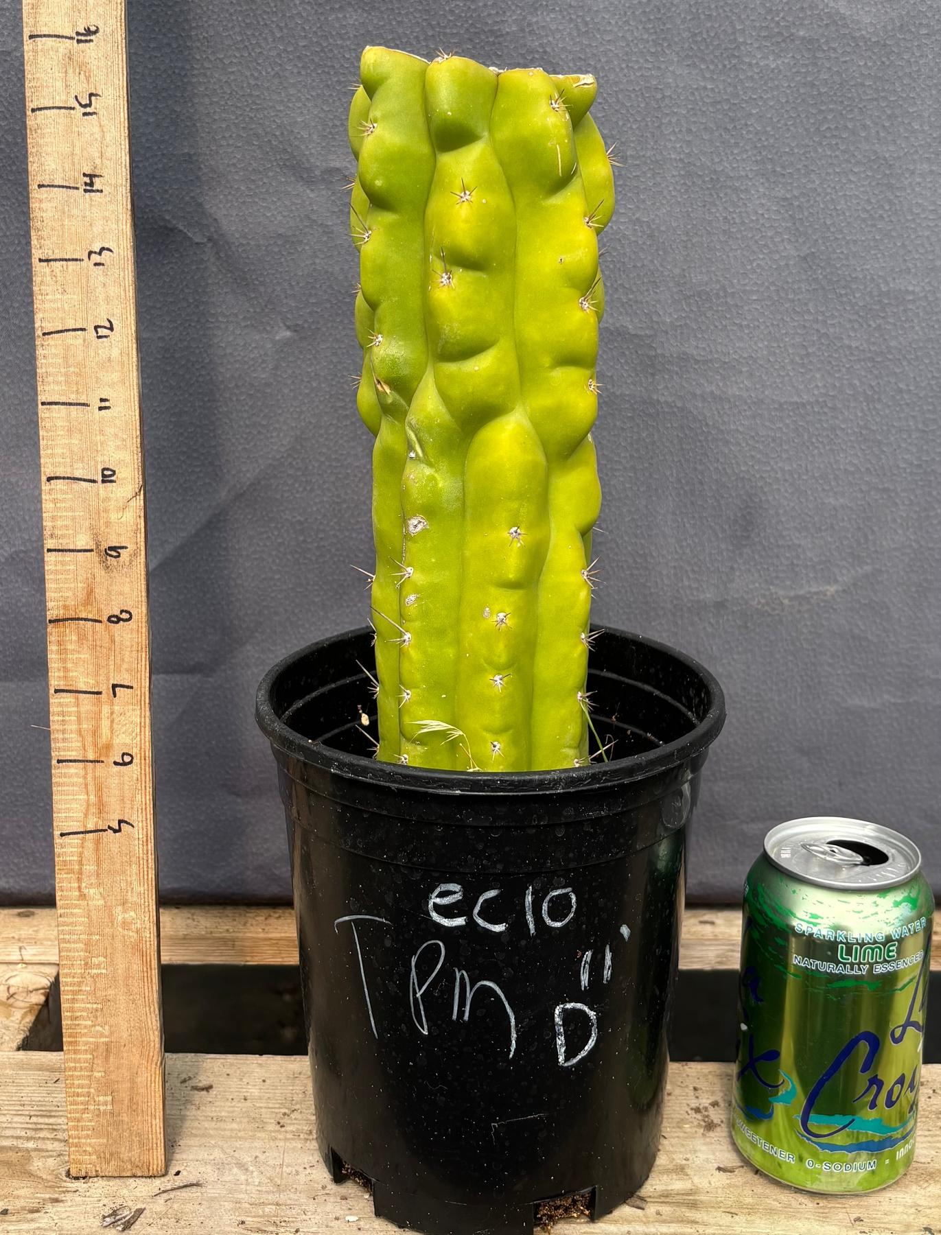 #EC10 EXACT Trichocereus Pachanoi Monstrose TPM Cactus 10"-Cactus - Large - Exact-The Succulent Source