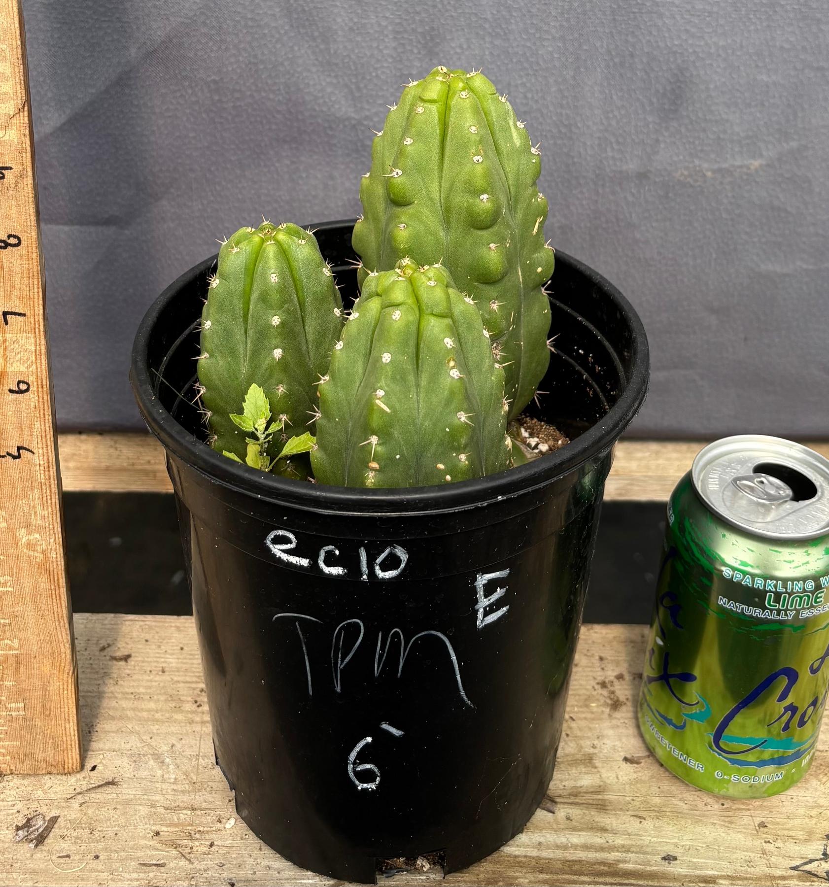#EC10 EXACT Trichocereus Pachanoi Monstrose TPM Cactus 10"-Cactus - Large - Exact-The Succulent Source