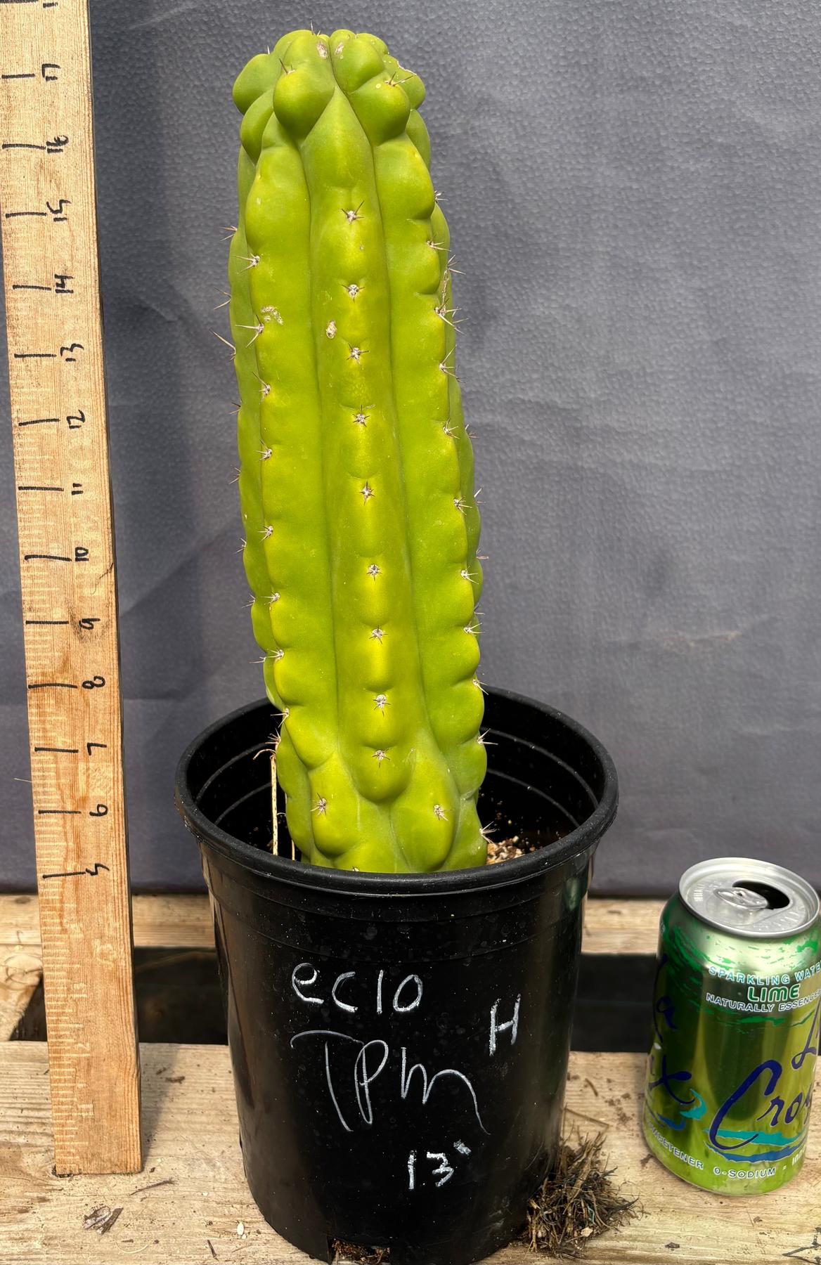 #EC10 EXACT Trichocereus Pachanoi Monstrose TPM Cactus 10"-Cactus - Large - Exact-The Succulent Source
