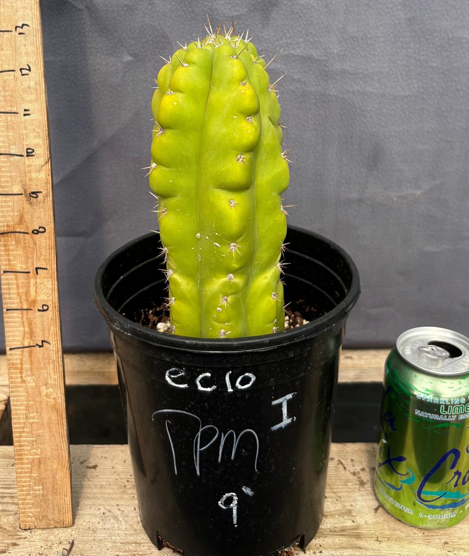 #EC10 EXACT Trichocereus Pachanoi Monstrose TPM Cactus 10"-Cactus - Large - Exact-The Succulent Source
