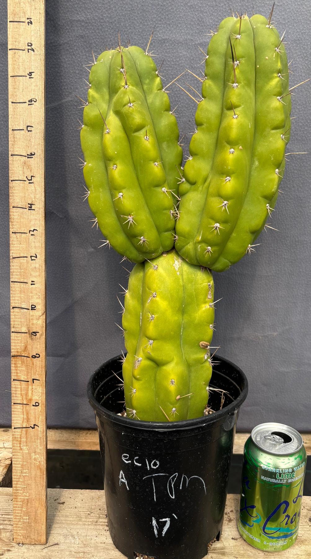 #EC10 EXACT Trichocereus Pachanoi Monstrose TPM Cactus 10"-Cactus - Large - Exact-The Succulent Source