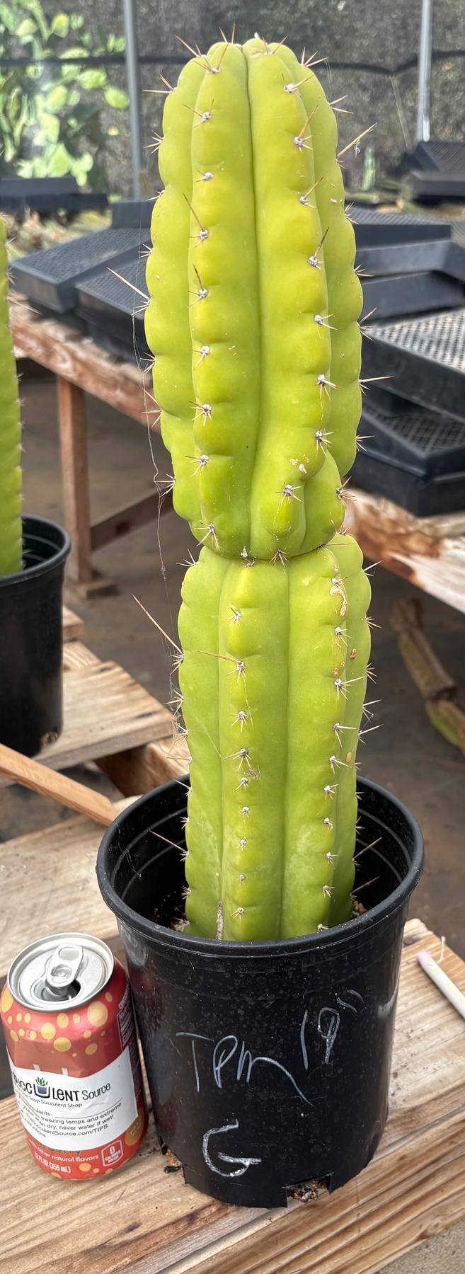#EC10 EXACT Trichocereus Pachanoi Monstrose TPM Cactus Potted-Cactus - Large - Exact-The Succulent Source