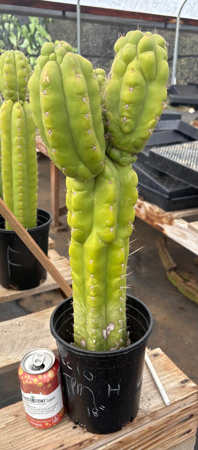 #EC10 EXACT Trichocereus Pachanoi Monstrose TPM Cactus Potted-Cactus - Large - Exact-The Succulent Source