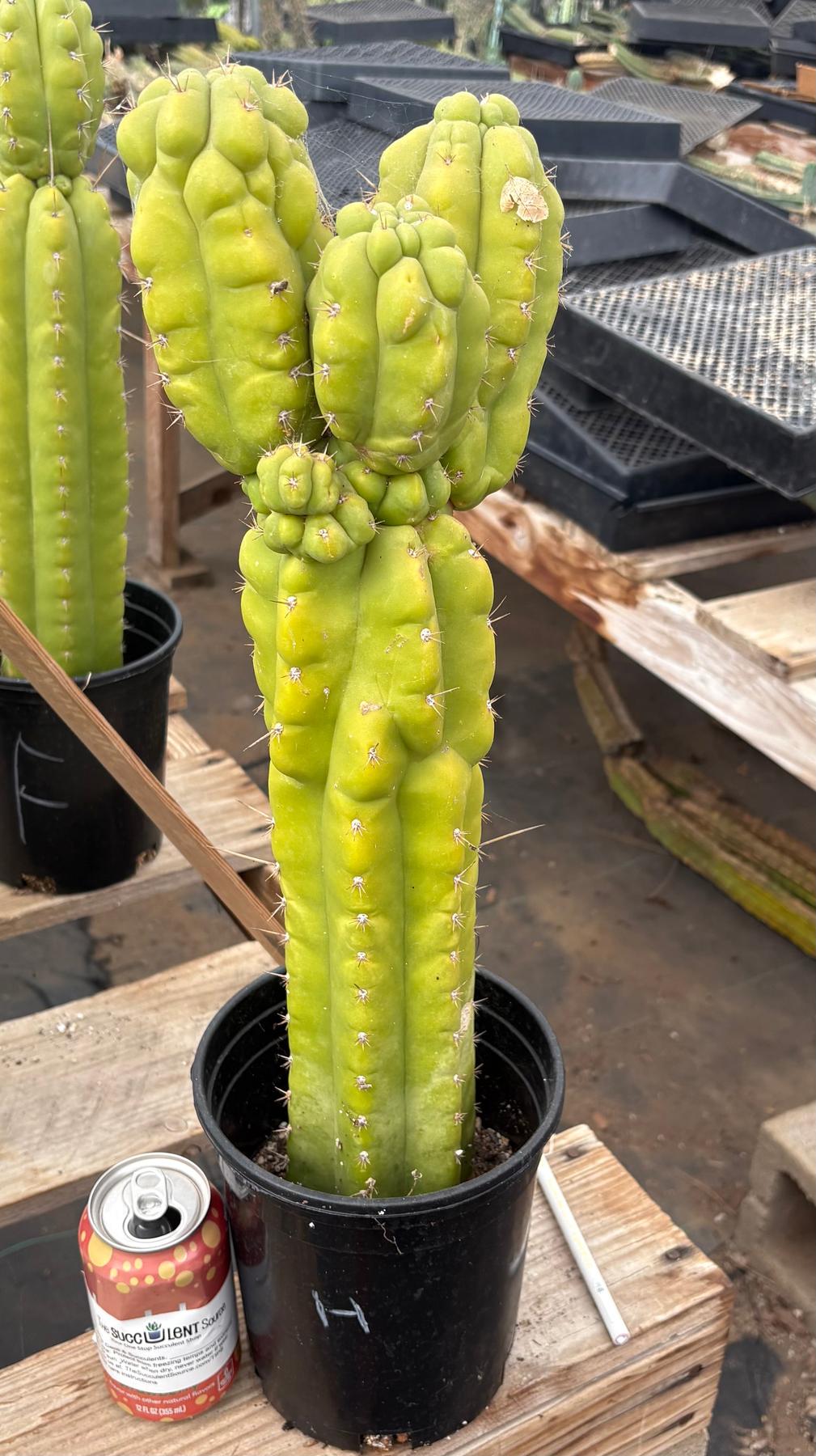 #EC10 EXACT Trichocereus Pachanoi Monstrose TPM Cactus Potted-Cactus - Large - Exact-The Succulent Source