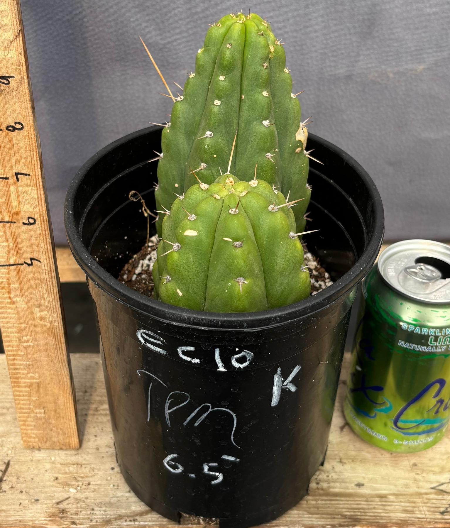 #EC10 EXACT Trichocereus Pachanoi Monstrose TPM Cactus 10"-Cactus - Large - Exact-The Succulent Source