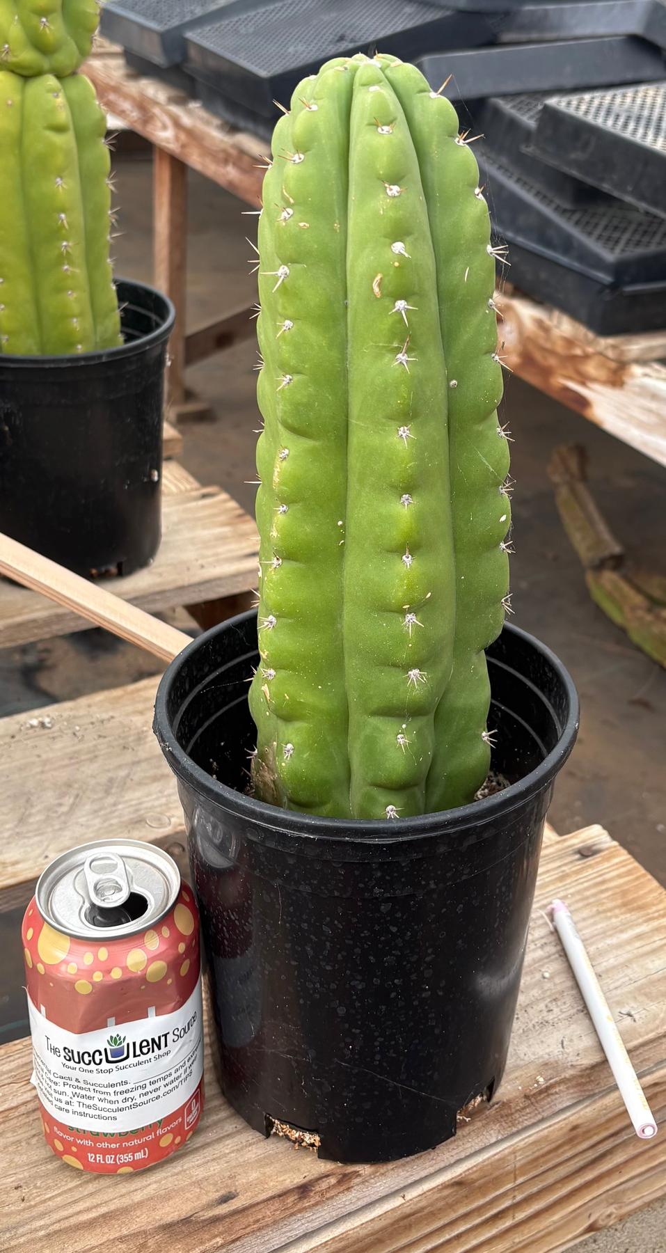 #EC10 EXACT Trichocereus Pachanoi Monstrose TPM Cactus Potted-Cactus - Large - Exact-The Succulent Source