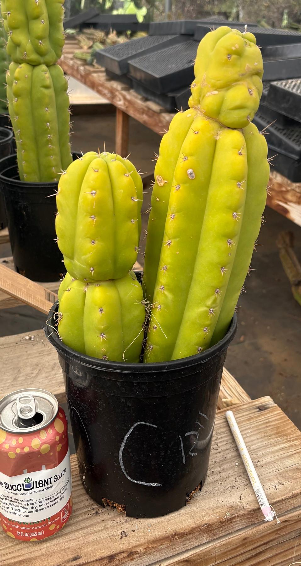 #EC10 EXACT Trichocereus Pachanoi Monstrose TPM Cactus Potted-Cactus - Large - Exact-The Succulent Source