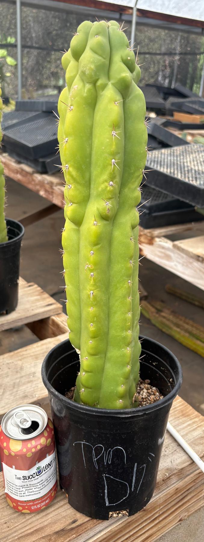 #EC10 EXACT Trichocereus Pachanoi Monstrose TPM Cactus Potted-Cactus - Large - Exact-The Succulent Source