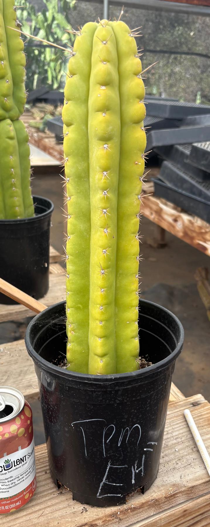 #EC10 EXACT Trichocereus Pachanoi Monstrose TPM Cactus Potted-Cactus - Large - Exact-The Succulent Source