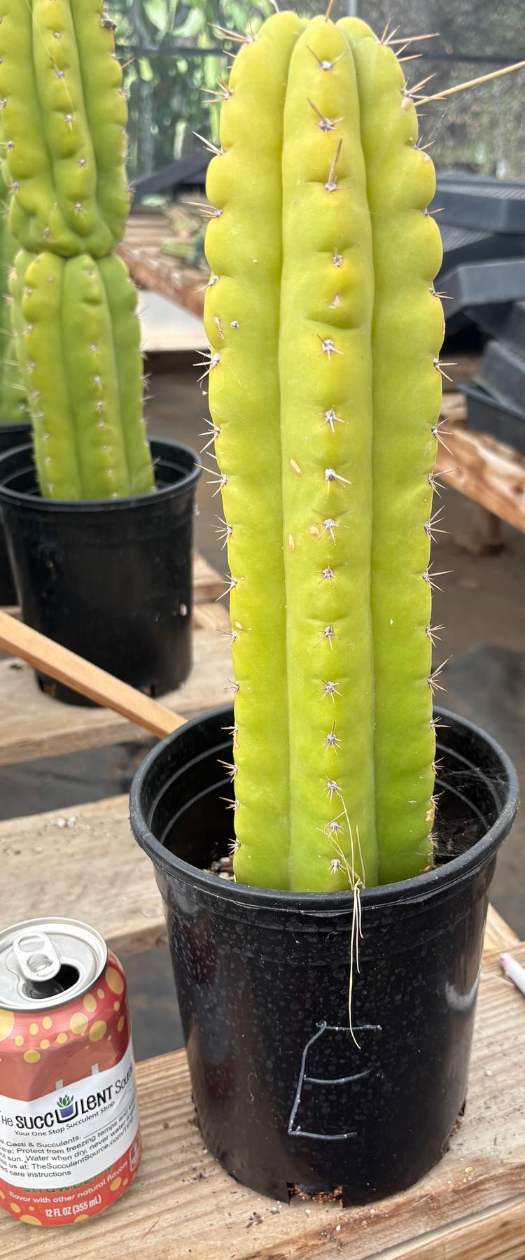 #EC10 EXACT Trichocereus Pachanoi Monstrose TPM Cactus Potted-Cactus - Large - Exact-The Succulent Source