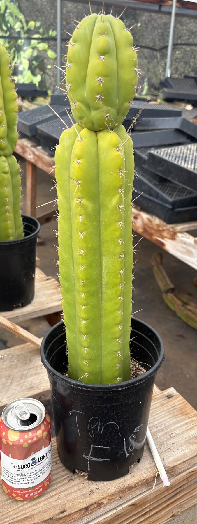 #EC10 EXACT Trichocereus Pachanoi Monstrose TPM Cactus Potted-Cactus - Large - Exact-The Succulent Source