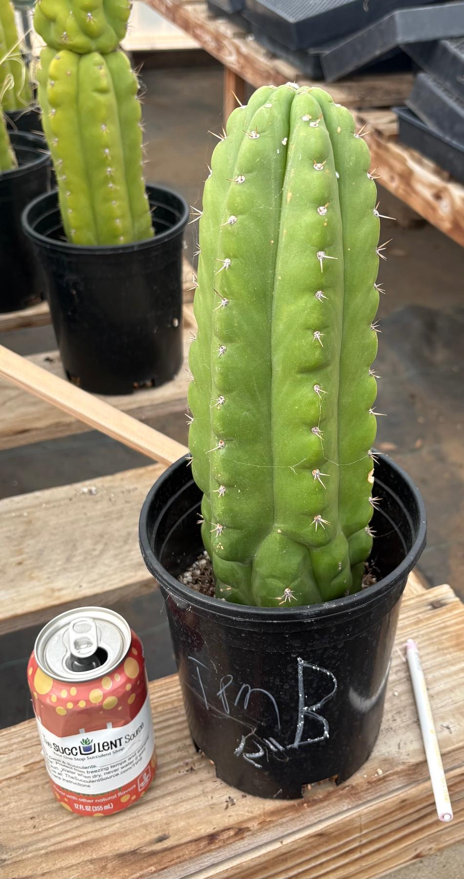 #EC10 EXACT Trichocereus Pachanoi Monstrose TPM Cactus Potted-Cactus - Large - Exact-The Succulent Source