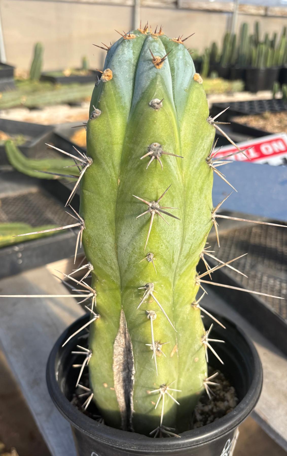 #EC100 EXACT Trichocereus Peruvianus TSSBP Cactus 11.5”-Cactus - Large - Exact-The Succulent Source