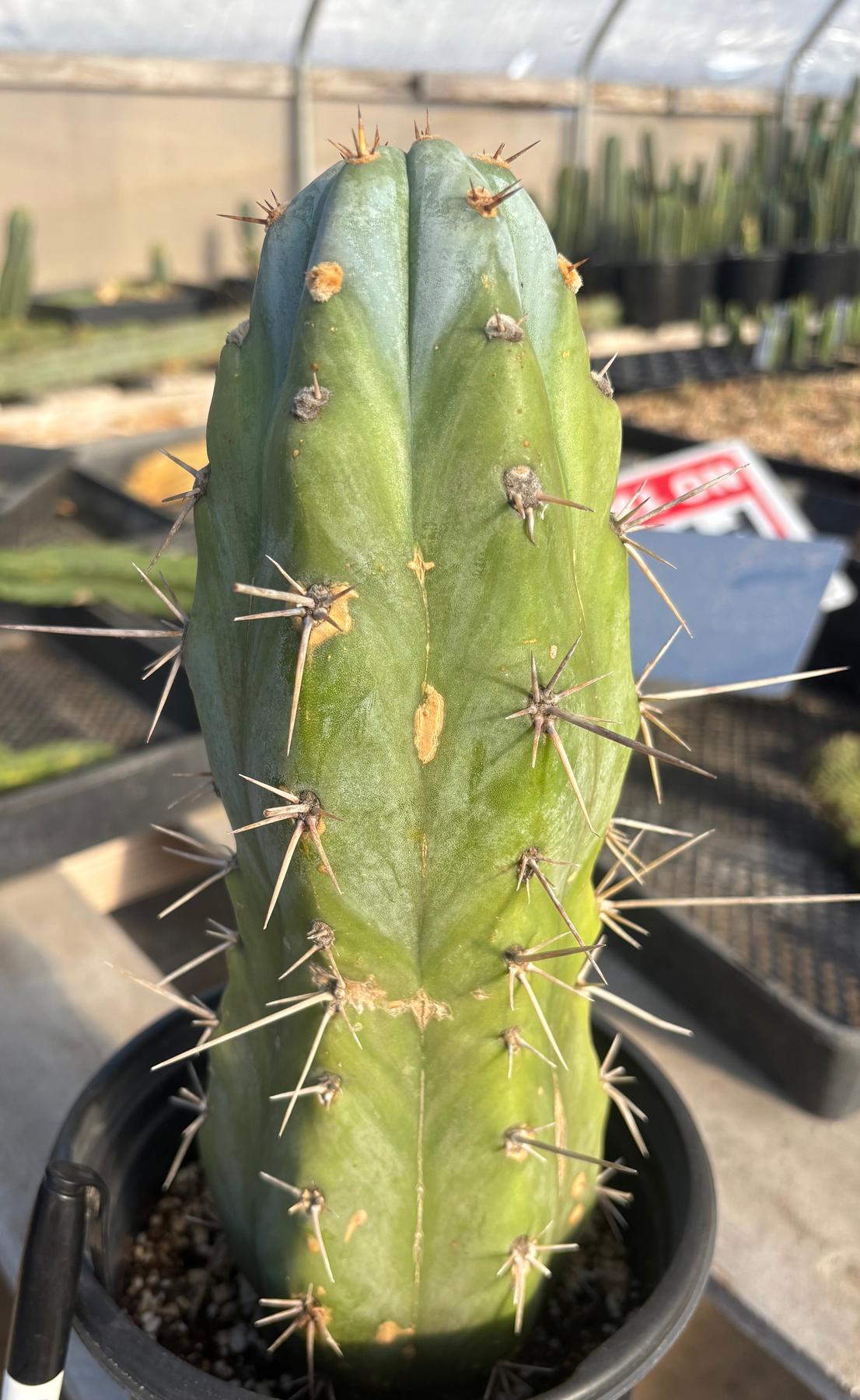 #EC100 EXACT Trichocereus Peruvianus TSSBP Cactus 11.5”-Cactus - Large - Exact-The Succulent Source