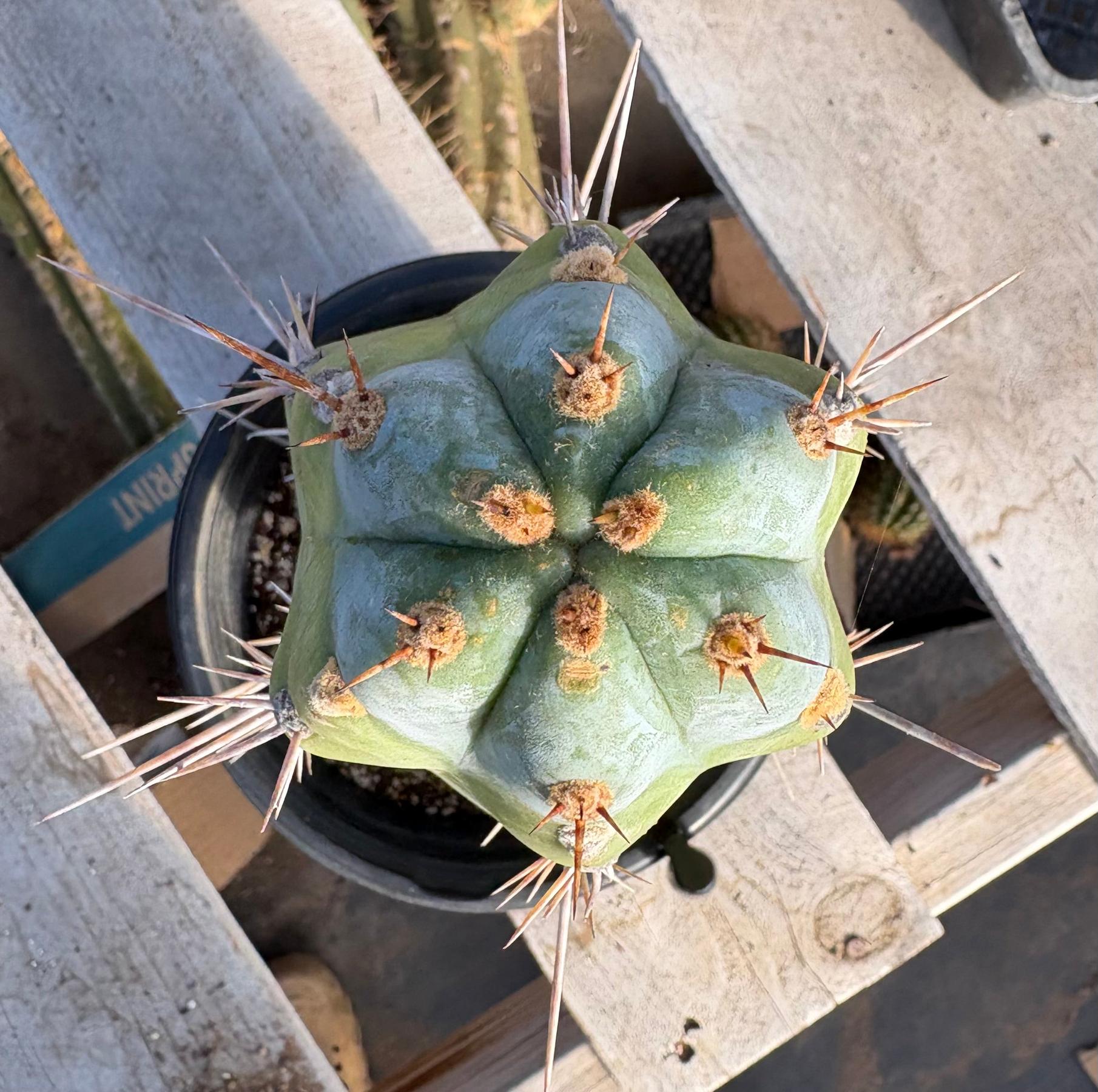 #EC100 EXACT Trichocereus Peruvianus TSSBP Cactus 11.5”-Cactus - Large - Exact-The Succulent Source