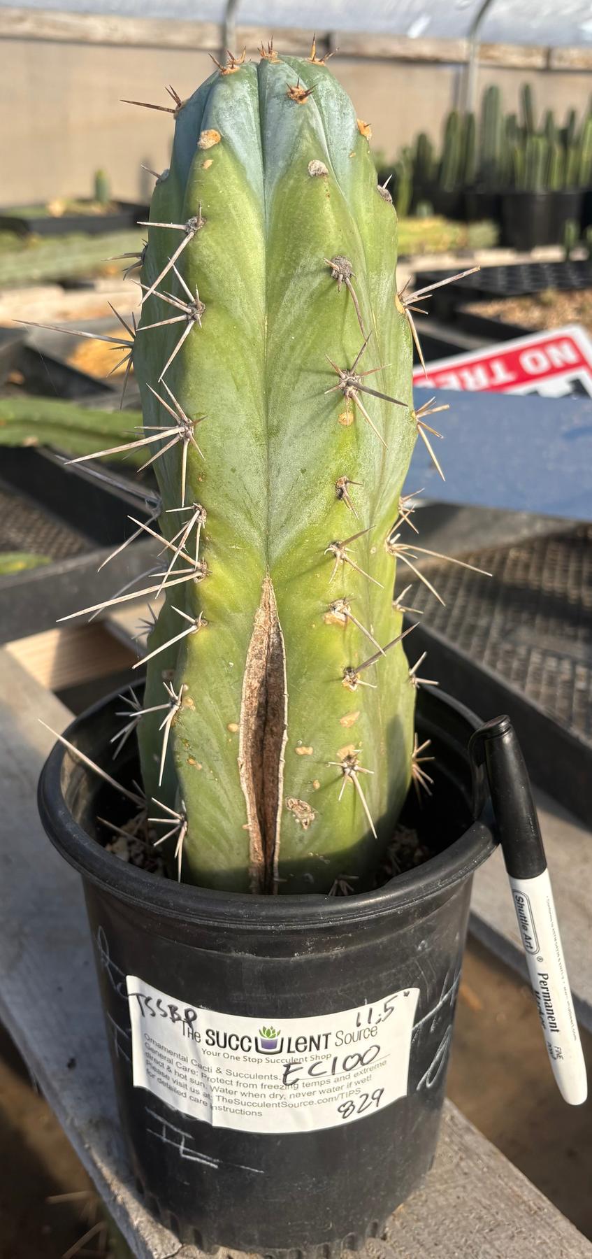 #EC100 EXACT Trichocereus Peruvianus TSSBP Cactus 11.5”-Cactus - Large - Exact-The Succulent Source