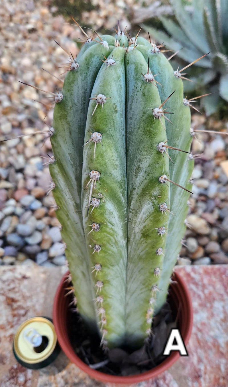 #EC100 EXACT Trichocereus Peruvianus TSSBP Cactus 13.5"
