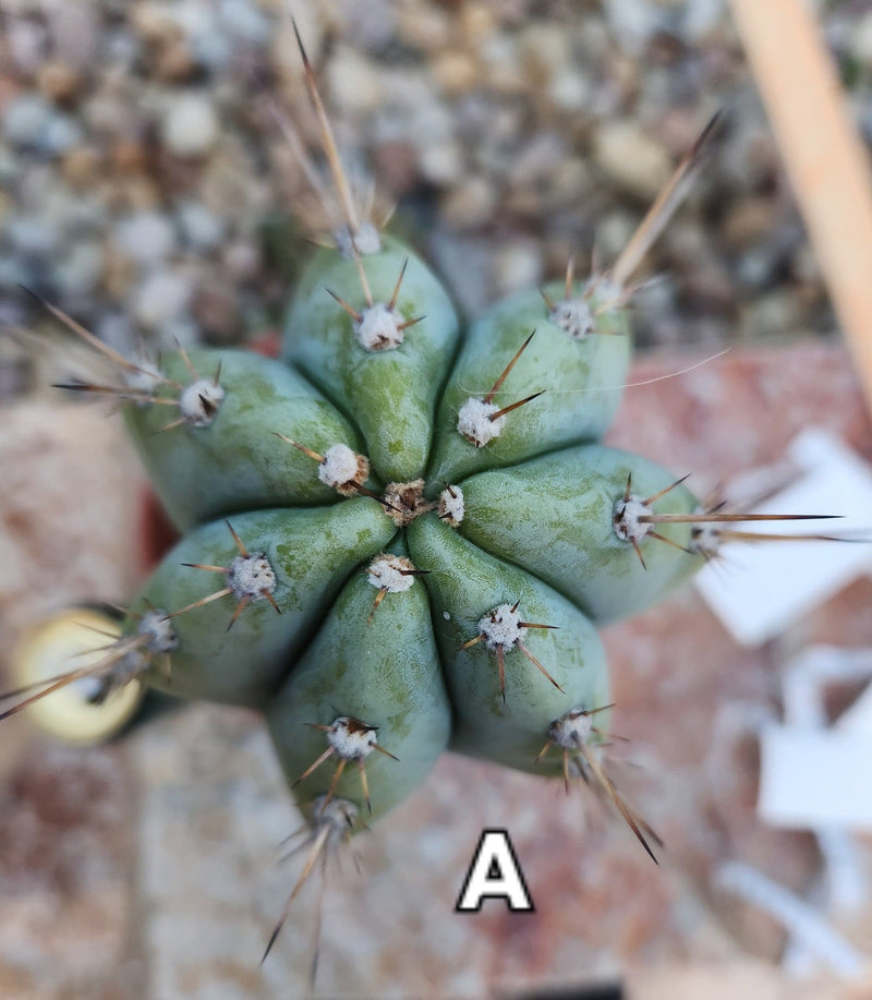 #EC100 EXACT Trichocereus Peruvianus TSSBP Cactus 13.5"