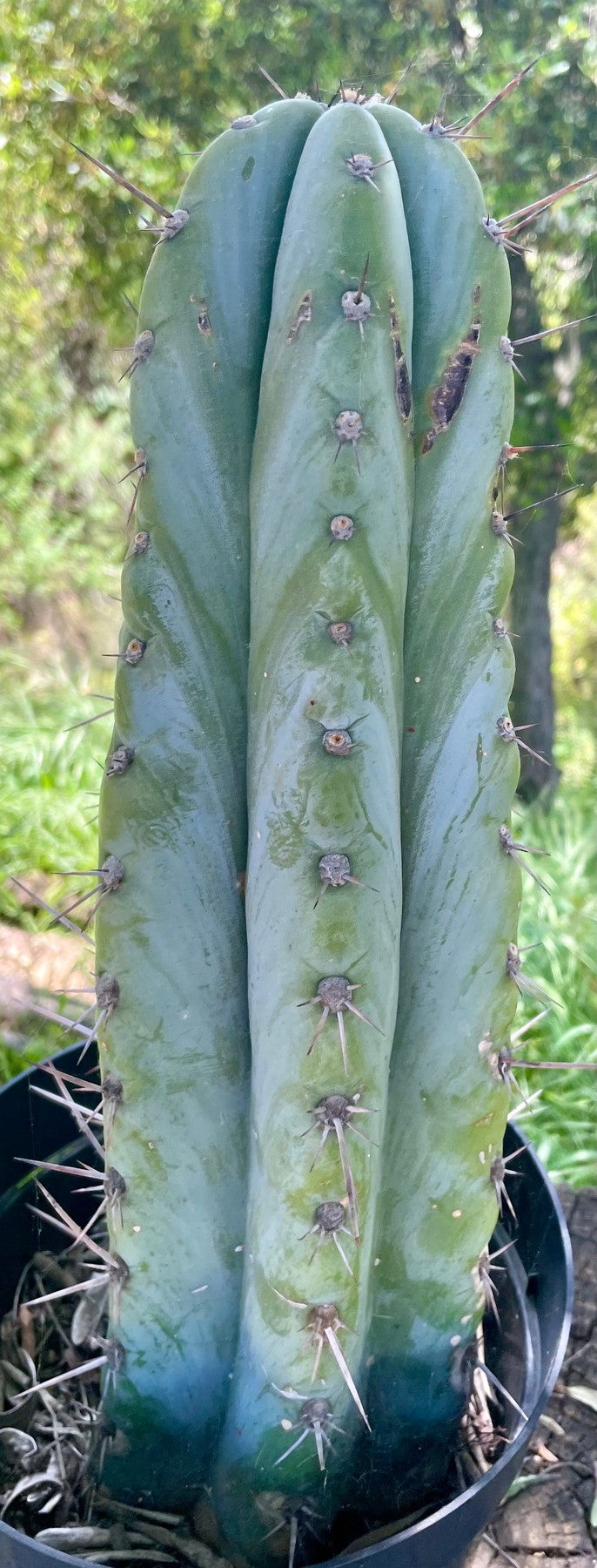 #EC100 EXACT Trichocereus Peruvianus TSSBP Cactus 15.5"-Cactus - Large - Exact-The Succulent Source