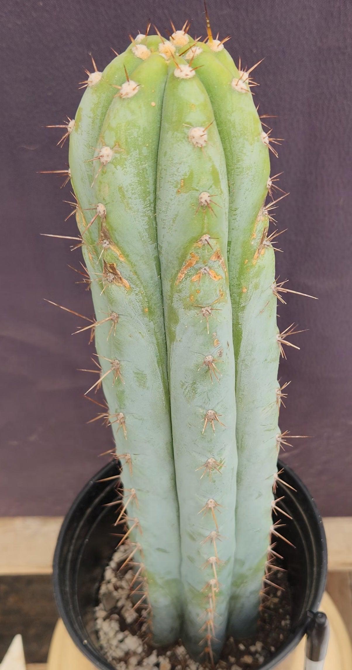 #EC100 EXACT Trichocereus Peruvianus TSSBP Cactus 16"-Cactus - Large - Exact-The Succulent Source