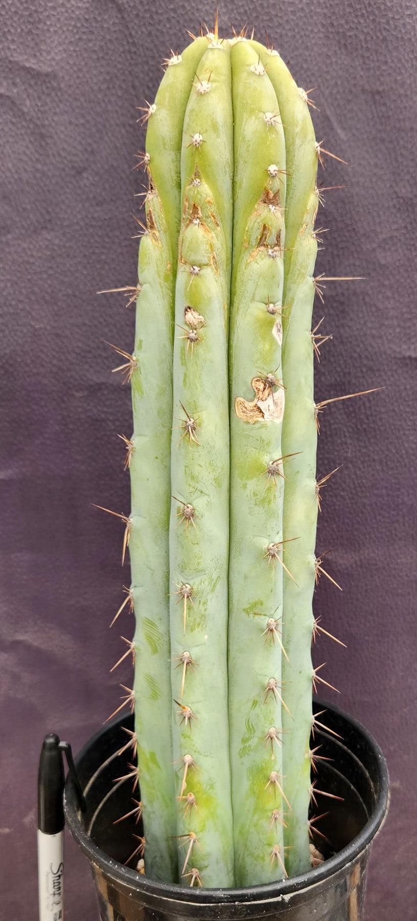 #EC100 EXACT Trichocereus Peruvianus TSSBP Cactus 16"-Cactus - Large - Exact-The Succulent Source