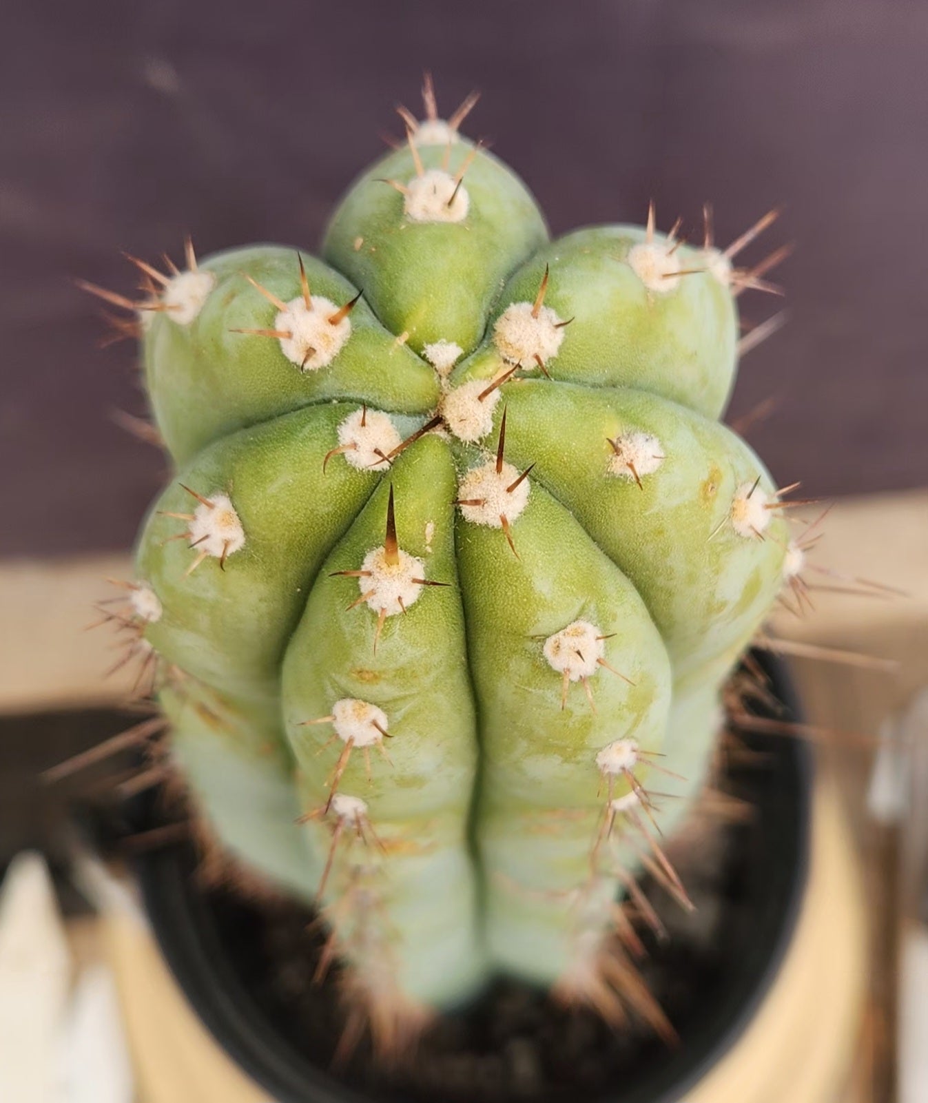 #EC100 EXACT Trichocereus Peruvianus TSSBP Cactus 16"-Cactus - Large - Exact-The Succulent Source