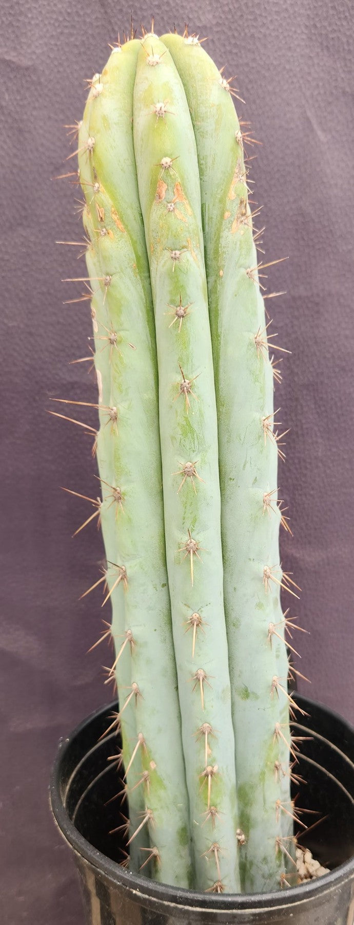 #EC100 EXACT Trichocereus Peruvianus TSSBP Cactus 16"-Cactus - Large - Exact-The Succulent Source