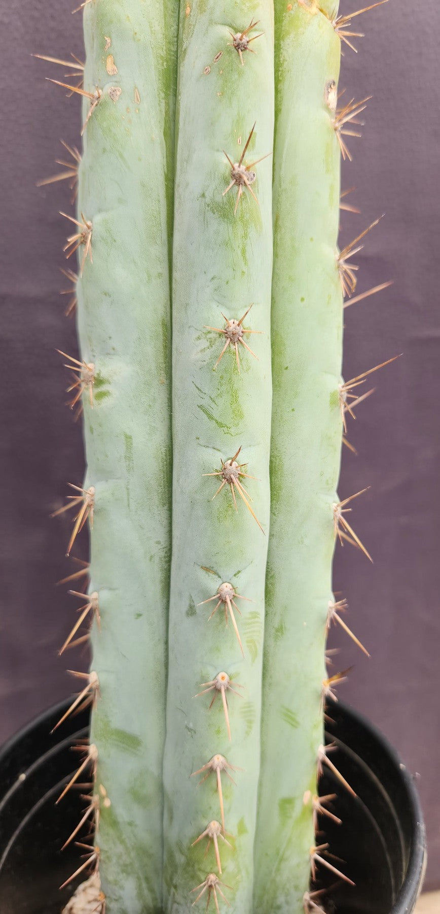 #EC100 EXACT Trichocereus Peruvianus TSSBP Cactus 16"-Cactus - Large - Exact-The Succulent Source