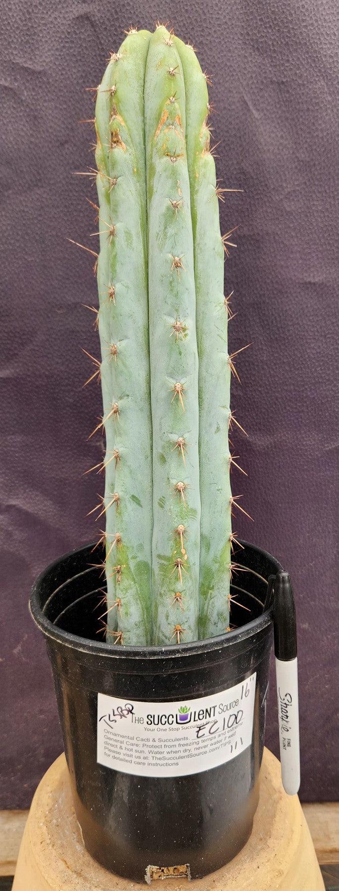 #EC100 EXACT Trichocereus Peruvianus TSSBP Cactus 16"-Cactus - Large - Exact-The Succulent Source