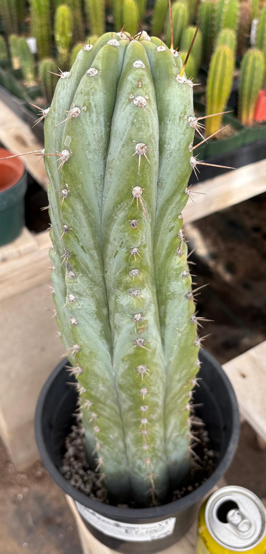 #EC100 EXACT Trichocereus Peruvianus TSSBP Cactus 17”-Cactus - Large - Exact-The Succulent Source