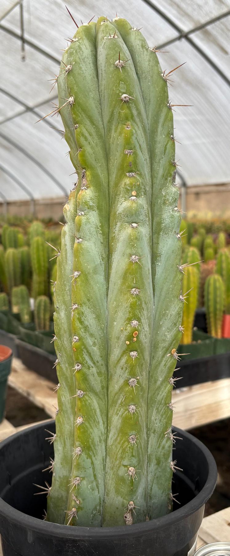 #EC100 EXACT Trichocereus Peruvianus TSSBP Cactus 17”-Cactus - Large - Exact-The Succulent Source