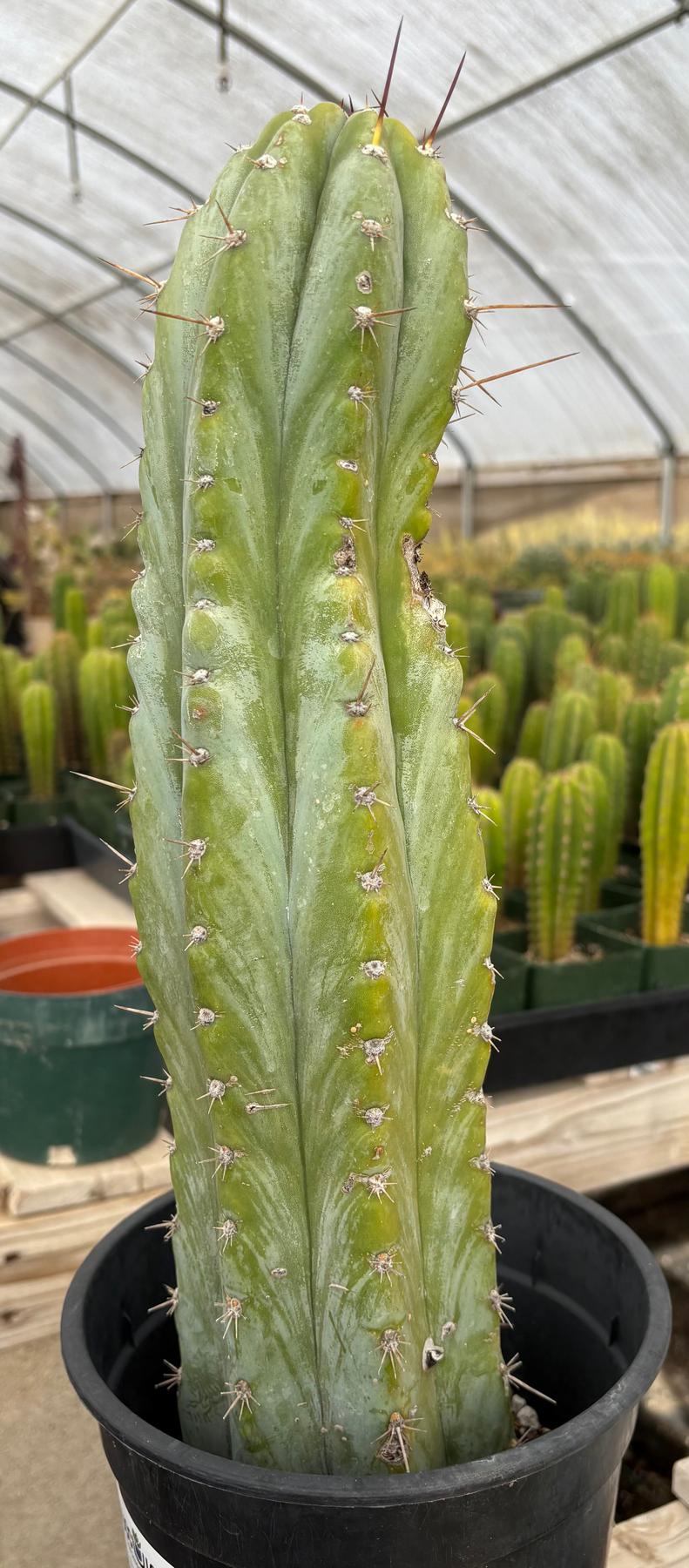 #EC100 EXACT Trichocereus Peruvianus TSSBP Cactus 17”-Cactus - Large - Exact-The Succulent Source