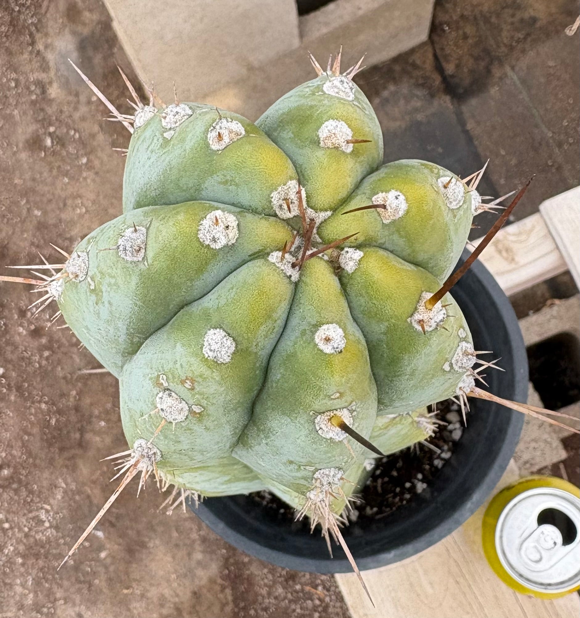 #EC100 EXACT Trichocereus Peruvianus TSSBP Cactus 17”-Cactus - Large - Exact-The Succulent Source