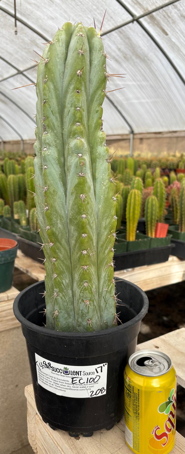 #EC100 EXACT Trichocereus Peruvianus TSSBP Cactus 17”-Cactus - Large - Exact-The Succulent Source