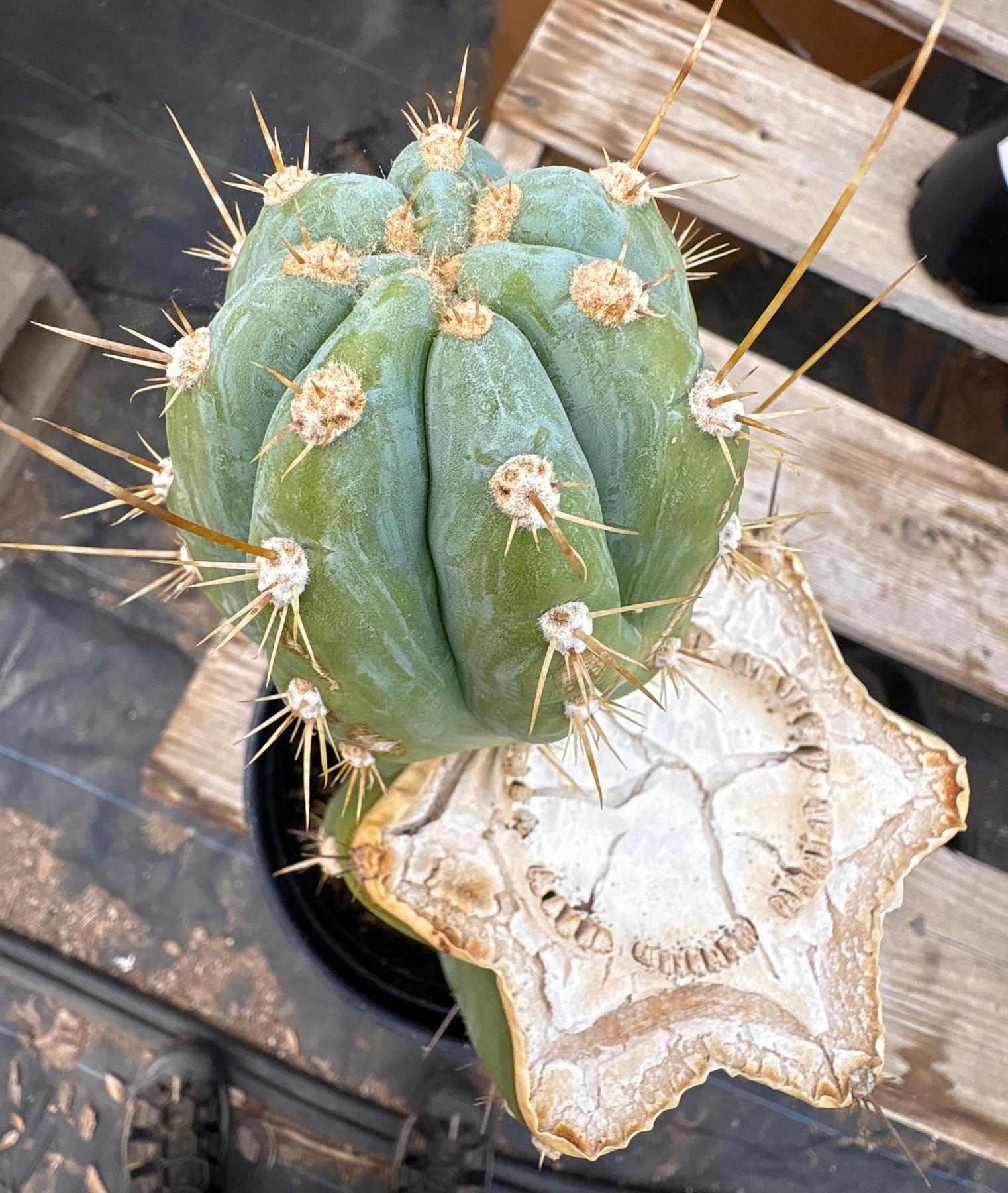 #EC100 EXACT Trichocereus Peruvianus TSSBP Chalk Spine Cactus 10”-Cactus - Large - Exact-The Succulent Source