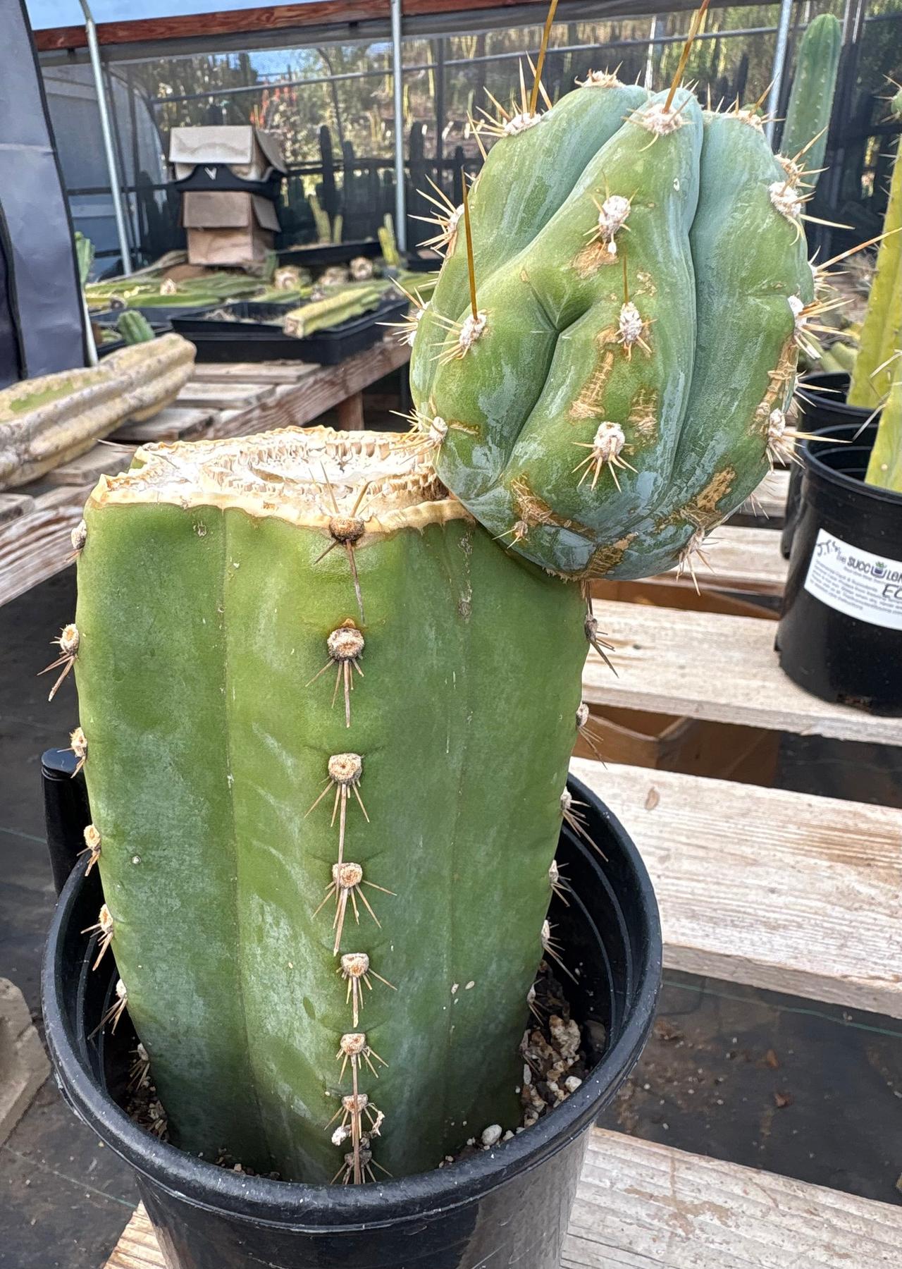 #EC100 EXACT Trichocereus Peruvianus TSSBP Chalk Spine Cactus 10”-Cactus - Large - Exact-The Succulent Source