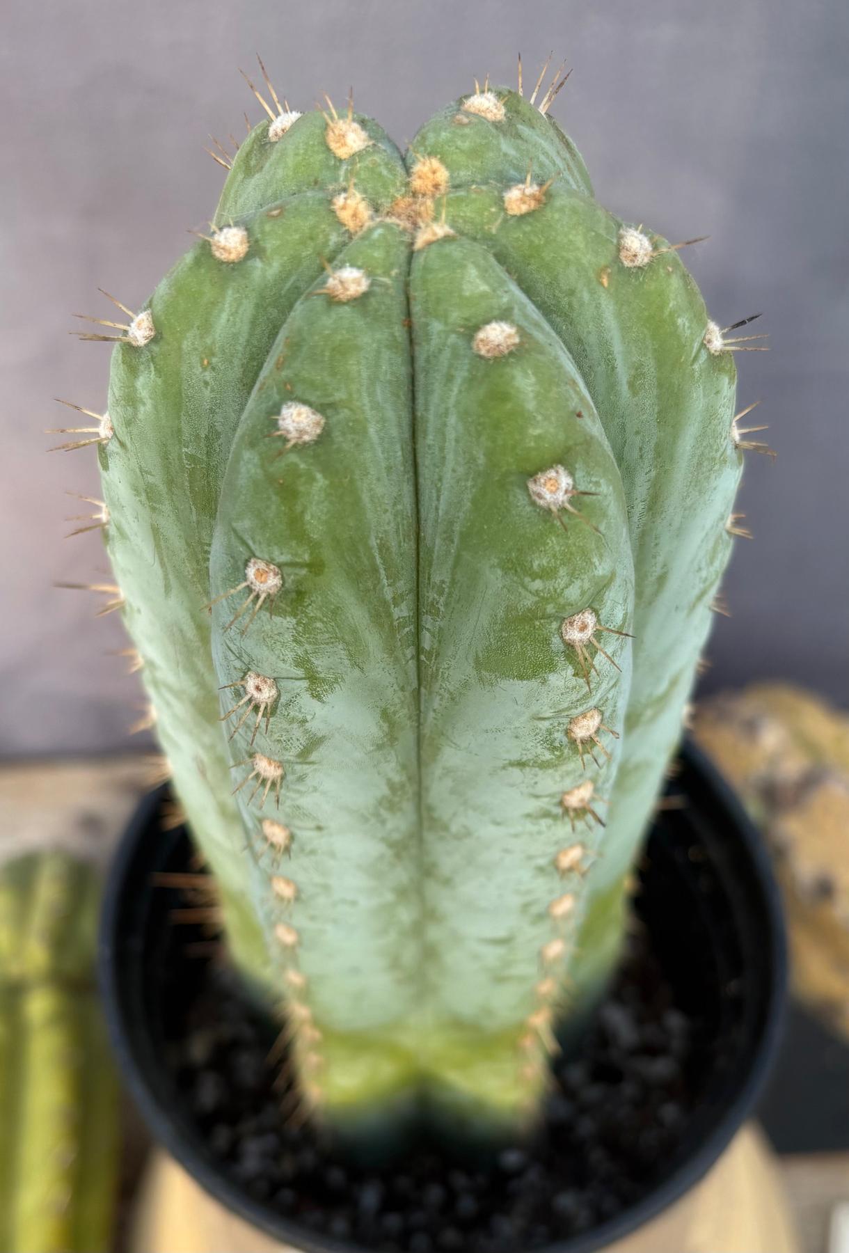 #EC100 EXACT Trichocereus Peruvianus TSSBP Chalk Spine Cactus 11.5”-Cactus - Large - Exact-The Succulent Source