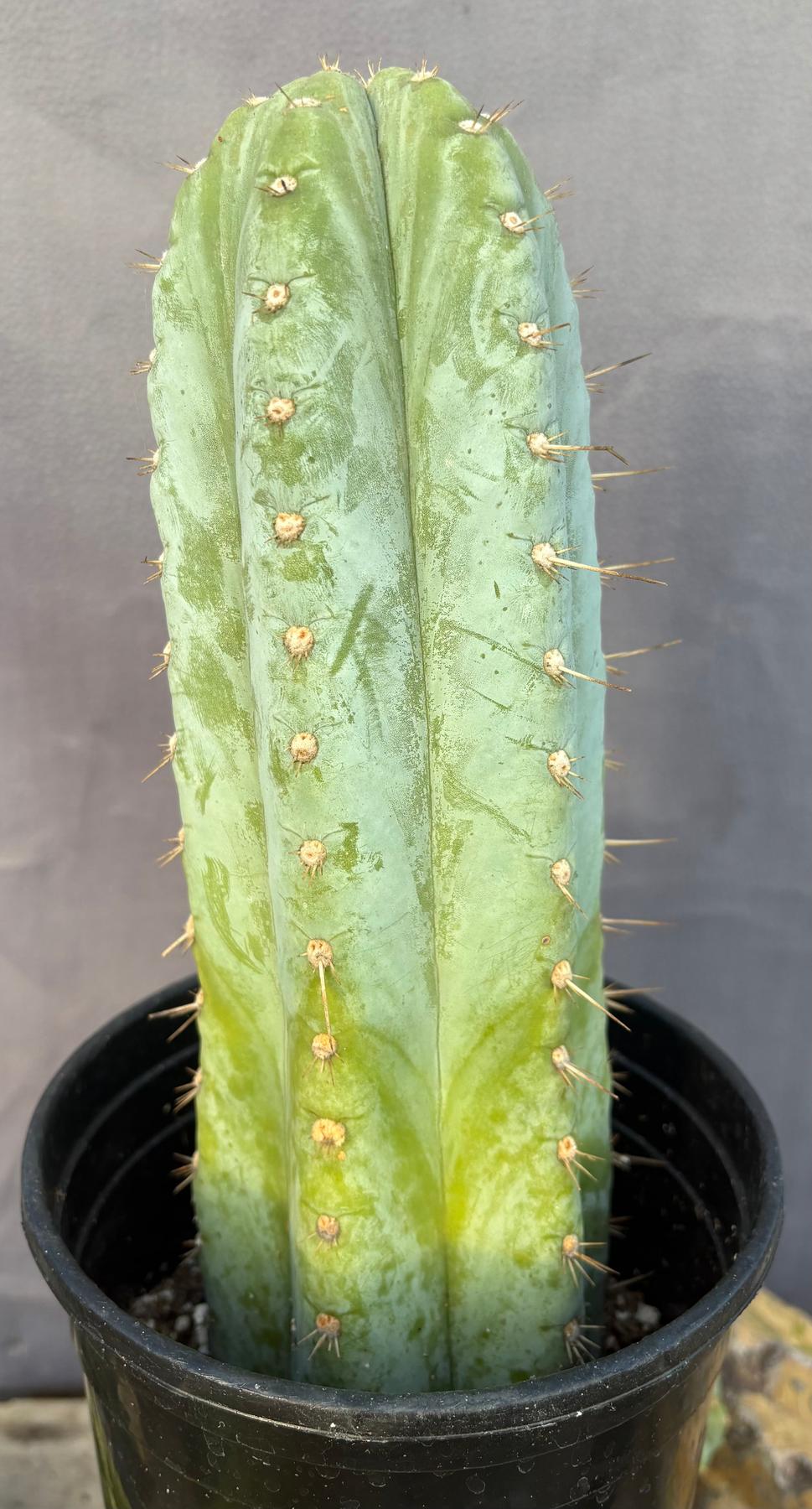 #EC100 EXACT Trichocereus Peruvianus TSSBP Chalk Spine Cactus 11.5”-Cactus - Large - Exact-The Succulent Source