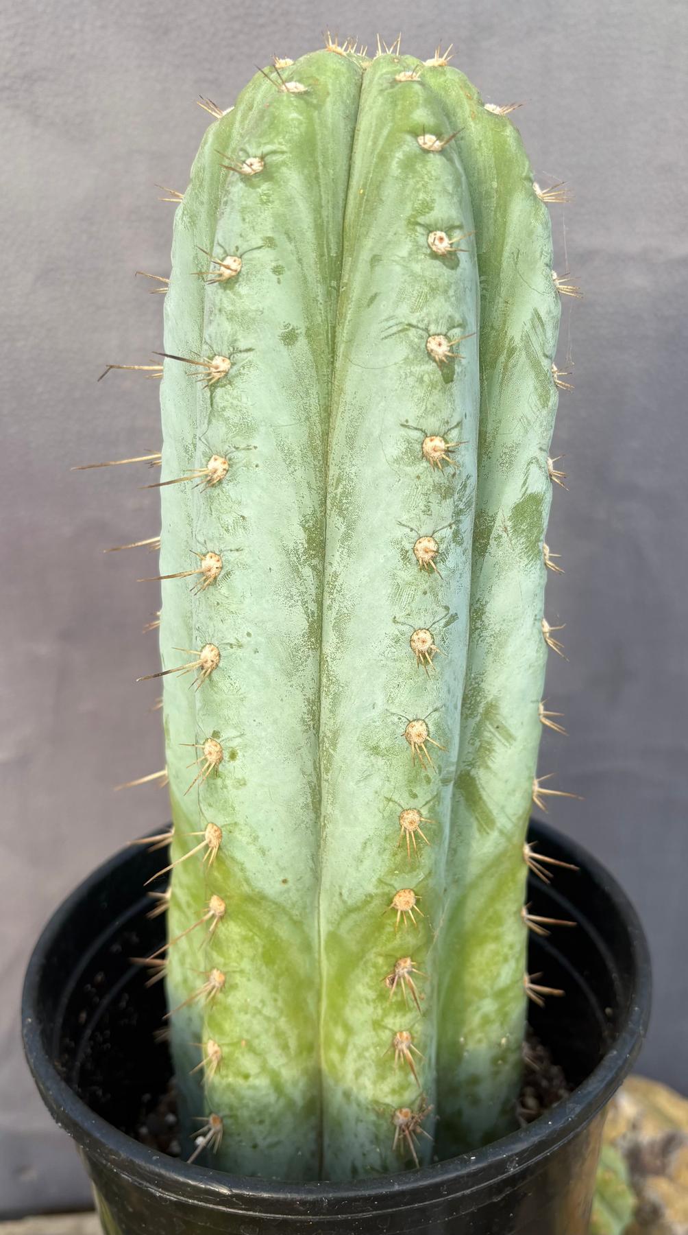 #EC100 EXACT Trichocereus Peruvianus TSSBP Chalk Spine Cactus 11.5”-Cactus - Large - Exact-The Succulent Source