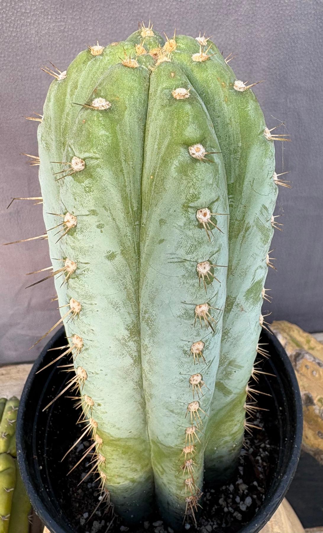 #EC100 EXACT Trichocereus Peruvianus TSSBP Chalk Spine Cactus 11.5”-Cactus - Large - Exact-The Succulent Source