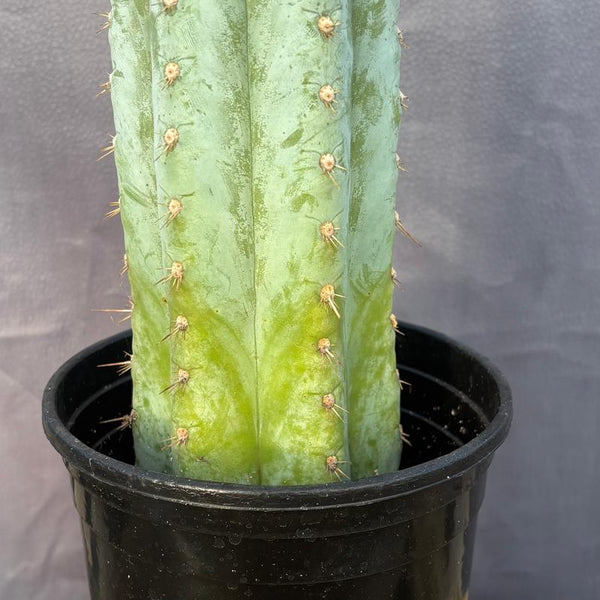 EC100 EXACT Trichocereus Peruvianus TSSBP Chalk Spine Cactus 11.5