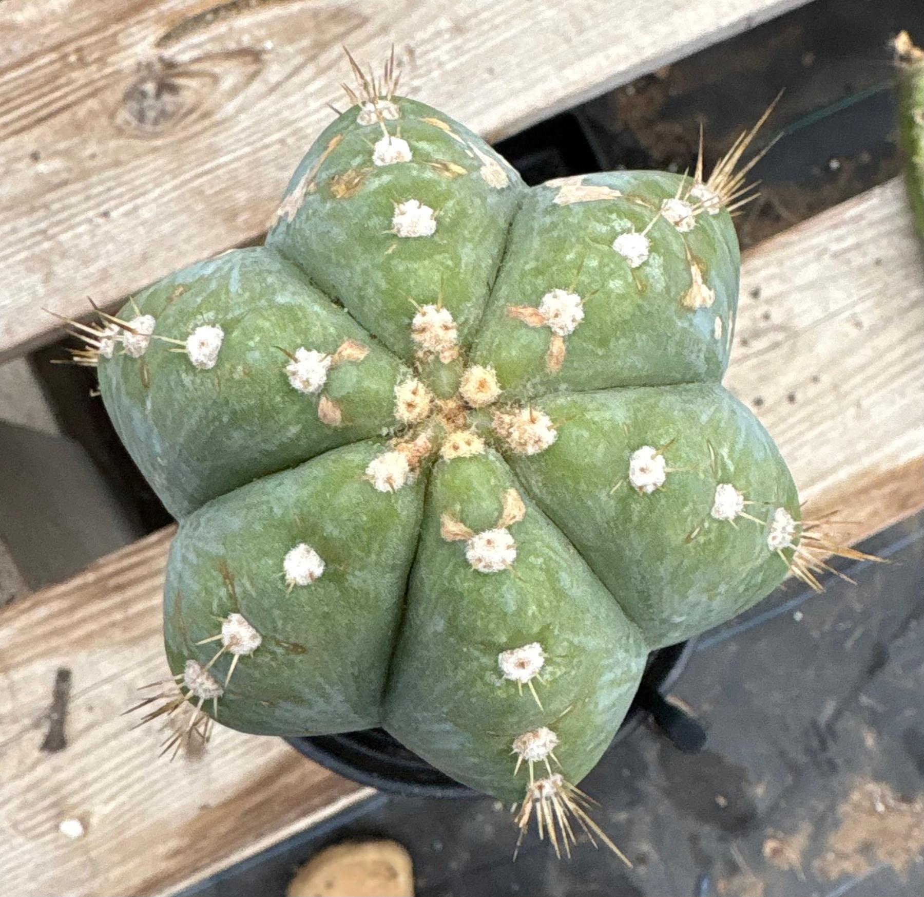 #EC100 EXACT Trichocereus Peruvianus TSSBP Chalk Spine Cactus 12”-Cactus - Large - Exact-The Succulent Source