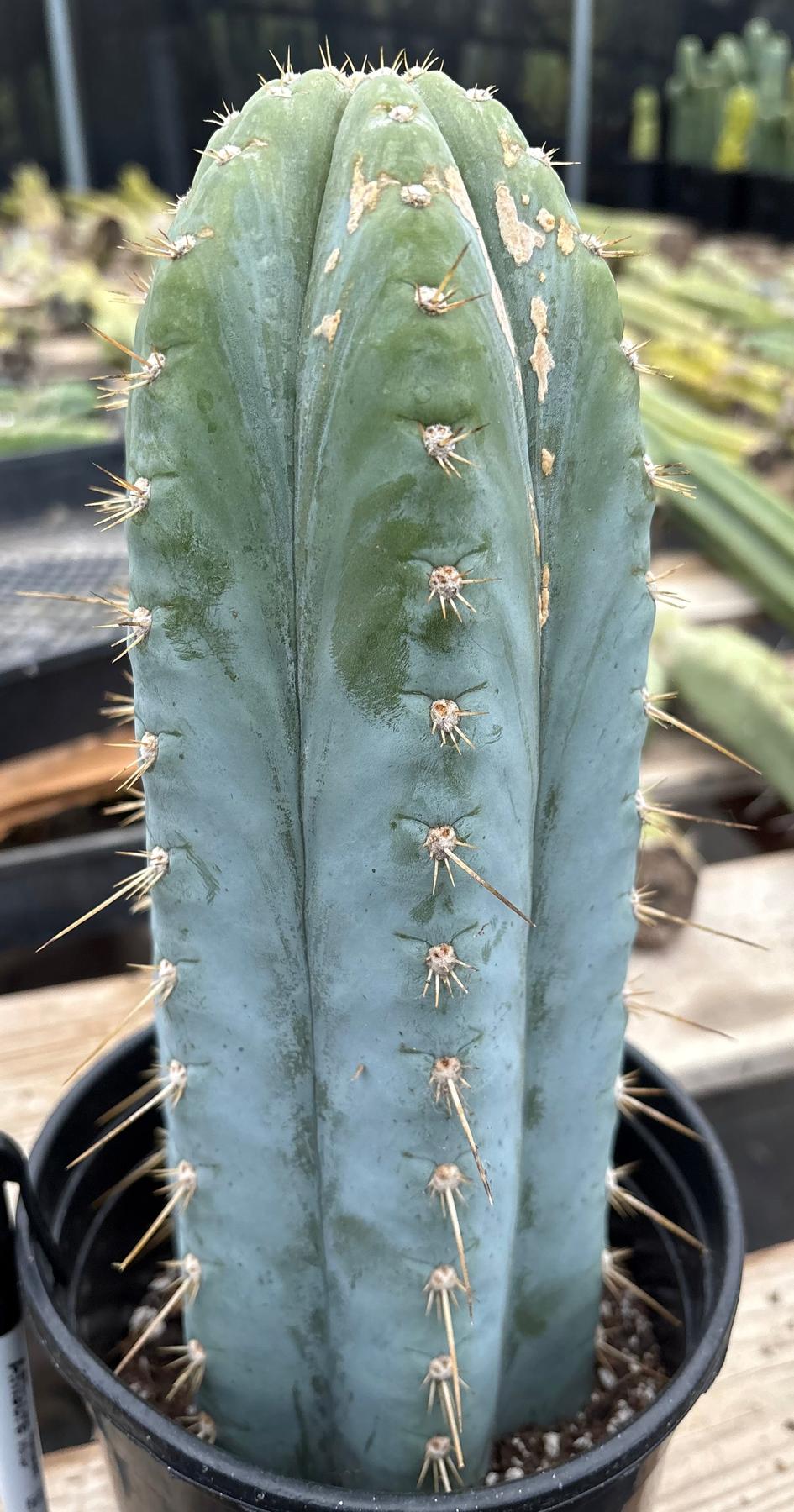#EC100 EXACT Trichocereus Peruvianus TSSBP Chalk Spine Cactus 12”-Cactus - Large - Exact-The Succulent Source