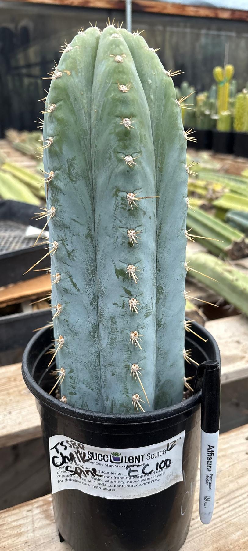 #EC100 EXACT Trichocereus Peruvianus TSSBP Chalk Spine Cactus 12”-Cactus - Large - Exact-The Succulent Source