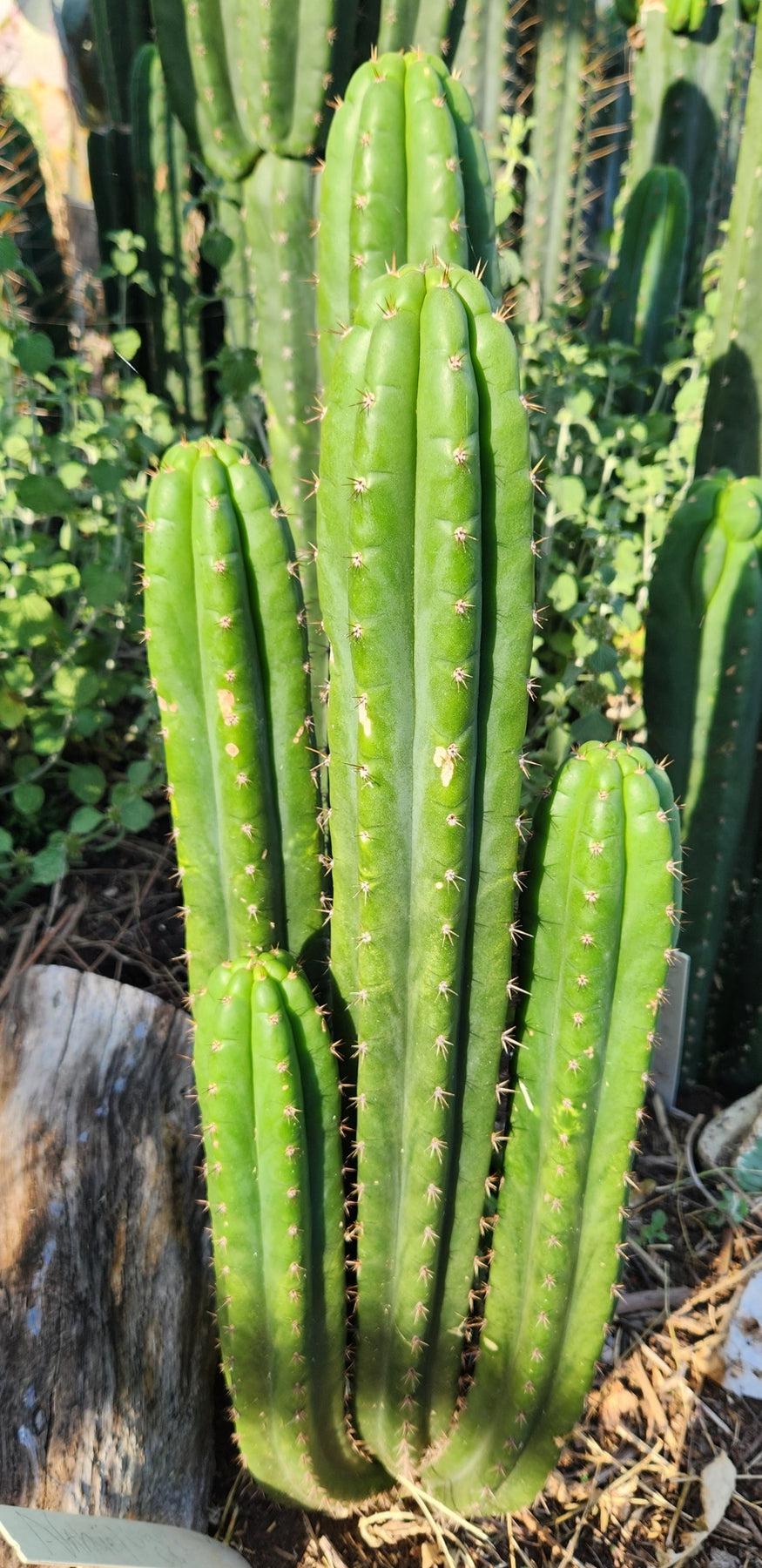 #EC101 EXACT Trichocereus Pachanoi Nahuel OP Cactus Cutting 8-10"-Cactus - Large - Exact-The Succulent Source
