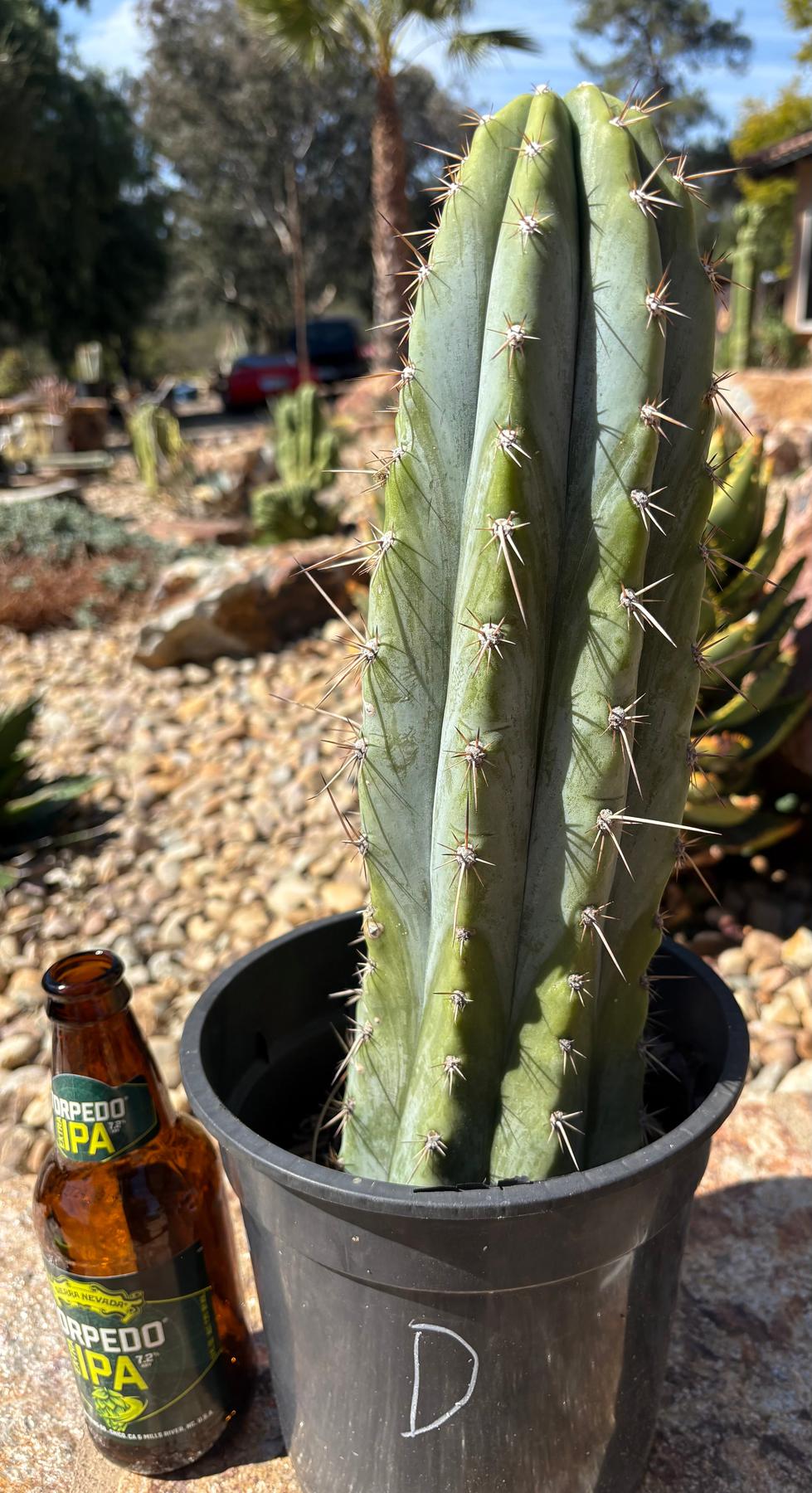 #EC102 “D” EXACT Trichocereus Peruvianus TSSBP Cactus 13.5”-Cactus - Large - Exact-The Succulent Source