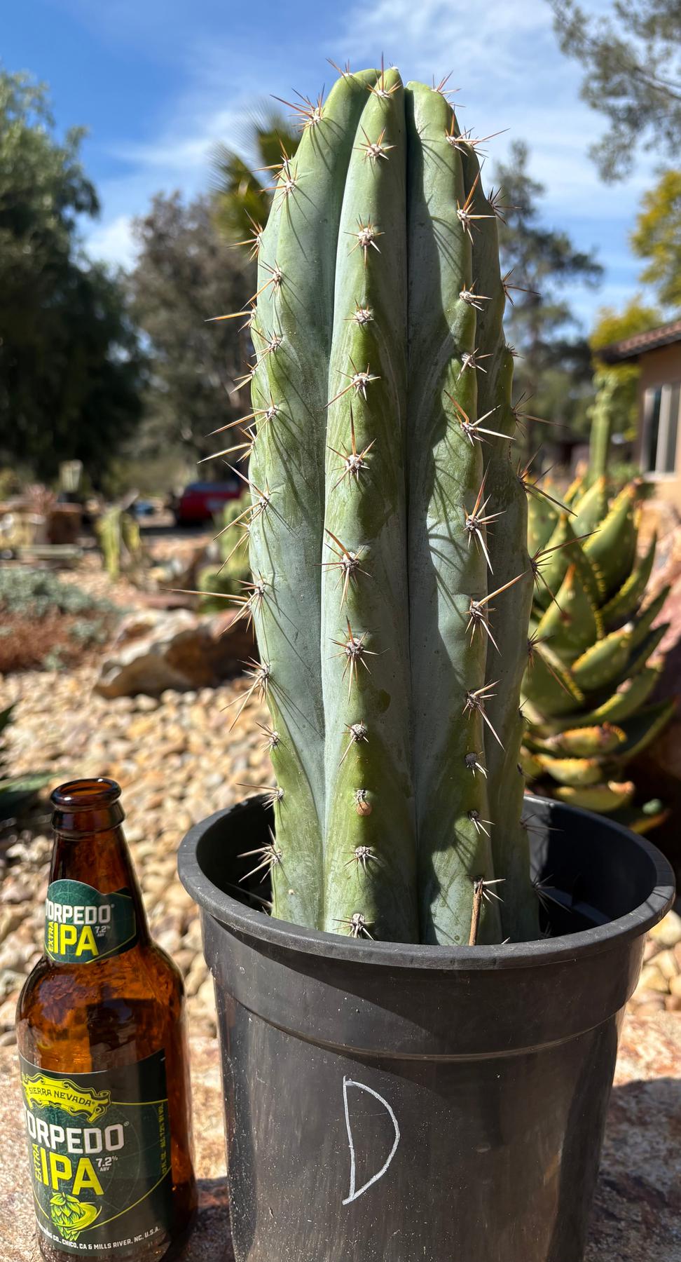#EC102 “D” EXACT Trichocereus Peruvianus TSSBP Cactus 13.5”-Cactus - Large - Exact-The Succulent Source